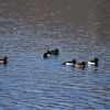 Zimní birdwatching v Praze Tróji - 2. část