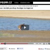 Dravec moták pochop hoduje na kaprovi.