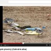 Jespák písečný (Calindris alba)