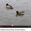 Hvízdák euroasijský (Anas penelope, Eurasian Wigeon)