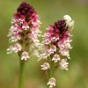 Za divokými orchidejemi krajem vyhaslých sopek