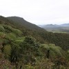 Národní park Horton´s Plains: divocí kohouti a jiní endemiti Ceylonu