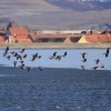 Jižní Morava na konci února - divoké husy, orli a hoholka