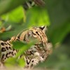 ZOO Lipsko bez mříží 2. část