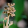 Hlístník hnízdák - podivná česká orchidej