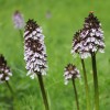 Ve fialovém opojení divokých orchidejí