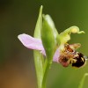 Španělské orchidejové mámení aneb divoké vstavače a tořiče