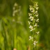 Letní mámení českých orchidejí kruštíků a vemeníků