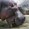 Letní návštěva pražské ZOO s čivavou (I.)