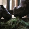 Návštěva ZOO Plzeň aneb jak největší pták světa snesl vejce