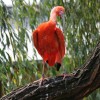 Letní návštěva pražské ZOO s čivavou (III.)