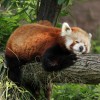 Fotoreportáž z návštěvy ZOO Plzeň (II.)