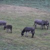 Askania-Nova: ukrajinský div přírody