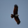 Srí Lanka: birdwatching v pohybu