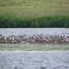 Delta Dunaje 2011 - okolí vesničky Murighiol (II. část)