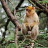 Pohoří ATLAS: makakové, chameleoni a cedry