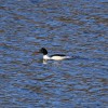 Zimní birdwatching v Praze Tróji - morčáci, hoholi i kaholky