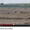 Ptačí safari na polní louži - video a fotoreportáž